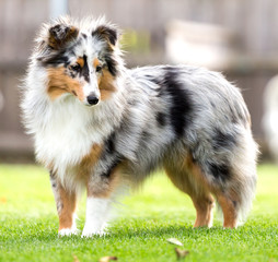 Junge Sheltie-Hündin im Garten