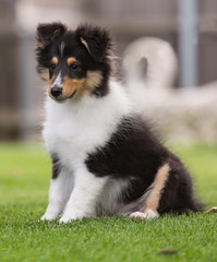 Sheltie-Welpe in tricolour sitzt im Garten