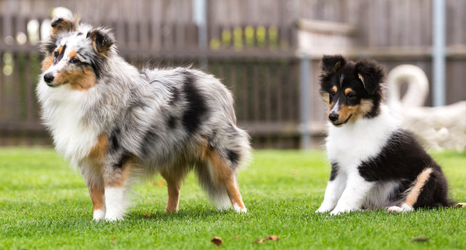 Sheltie-H&uuml;ndin spielt mit Sheltie-Welpen im Garten