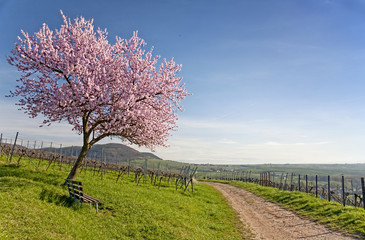 Frühling an der Deutschen Weinstraße