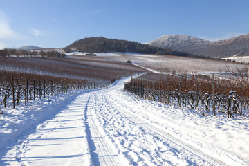 Verschneite Weinberge in der Südpfalz