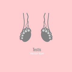 Endocrine Glands Image