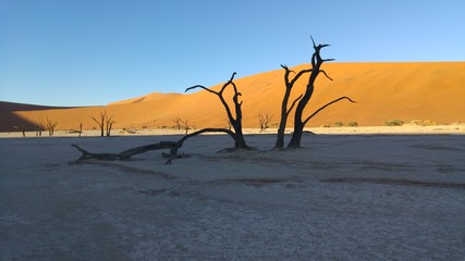 Fototapeta na wymiar Baum in der Wüste Namibia Afrika / Tree growing in the desert Namibia Africa