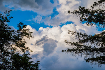 Tree Framed Summer Cloudscape