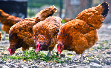 Chickens on traditional free range poultry farm