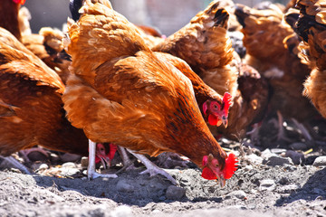 Chickens on traditional free range poultry farm