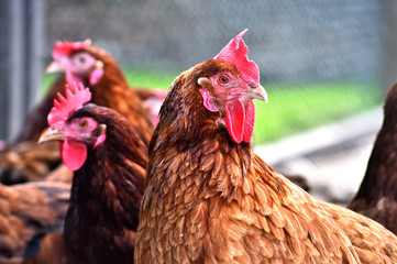 Fototapeta na wymiar Chickens on traditional free range poultry farm