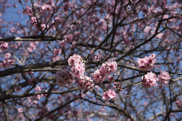 Cherry Blossom