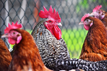 Chickens on traditional free range poultry farm © monticellllo