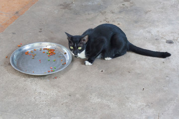 Black cat eating food
