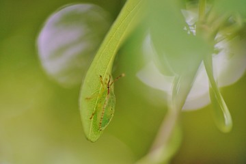 カメムシの幼鳥
