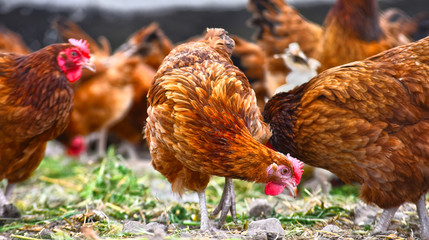 Chickens on traditional free range poultry farm