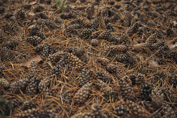 Dry pine cones. New Year's decorations