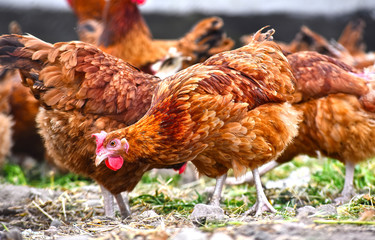 Chickens on traditional free range poultry farm
