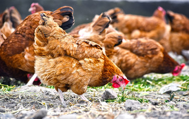 Chickens on traditional free range poultry farm