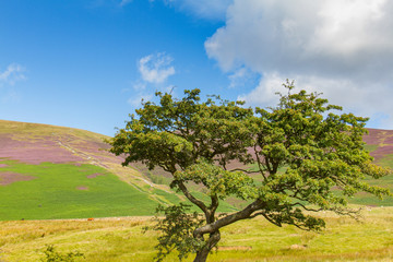 Fototapeta na wymiar Tree in Latrigg overlooking Keswick and Derwent Water, Cumbria, UK