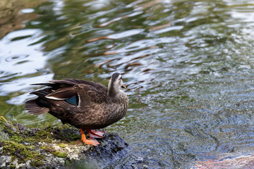 The spotbill duck which is not afraid of a person