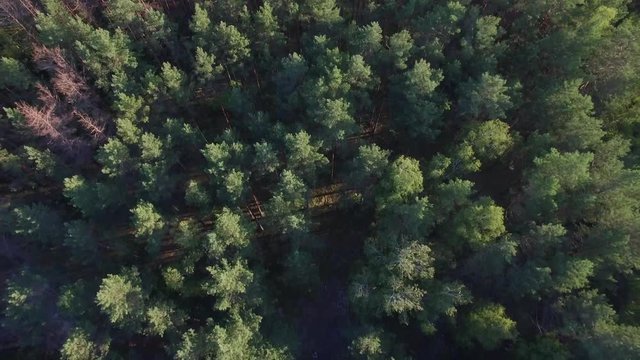 Aerial forest view and two roads from above 4k. Vertical tracking pan of pines trees park with local rural road and byway from two sides surrounding wood on sunny day morning or evening time