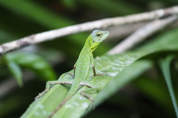 Camouflaged Lizard