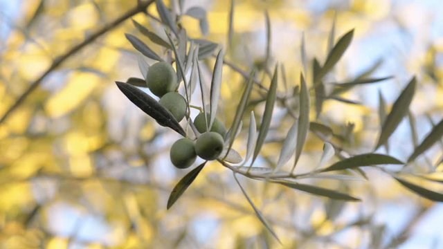 close-up of olives on an olive branch at sunset