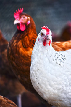 Chickens on traditional free range poultry farm