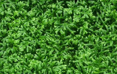 Top view and Close up view of Selaginella spp. or Spike Moss. A type of fern plants. For background and texture.