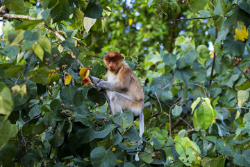 Young Proboscis Monkey