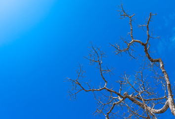 Obraz premium Perk up view and copy space. Perennial dead the tree remains of dry branches.