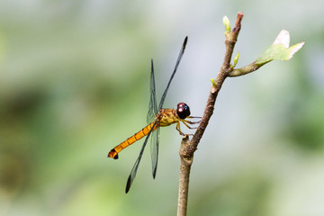 Yellow Dragonfly