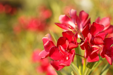 A Beautiful red flowers on green background.