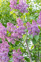 Purple lilac on a tree. Natural Background.