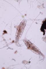 Copepods are a group of small crustaceans found in the sea and nearly every freshwater habitat. 