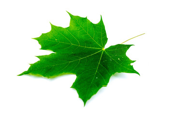 Ahornblatt Ahorn gr&uuml;n isoliert freigestellt auf wei&szlig;en Hintergrund, Freisteller