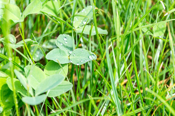 A drop of dew on a leaf.
