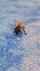 Biene, Wespe auf blauer Tischdecke