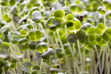 Broccoli sprouts