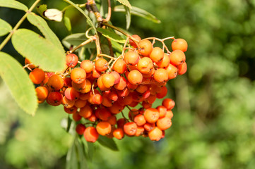 Red fruits of mountain ash on a tree. Close up.