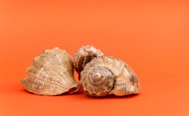 Seashells on the orange background.