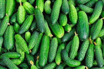 fresh green cucumber