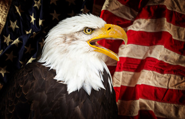 Naklejka premium Bald Eagle with American flag.