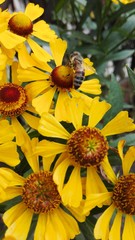 Coreopsis Mädchenauge
