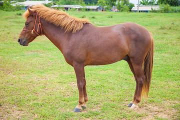 Fototapeta premium Brown horse standing on grass