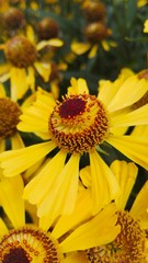Coreopsis Mädchenauge