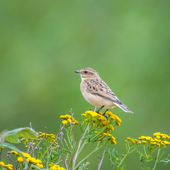 Whinchat