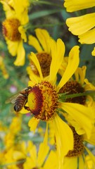 Coreopsis Mädchenauge