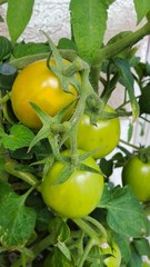 unreife Tomaten am Strauch
