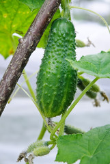 Tasty cucumber in the vegetable garden