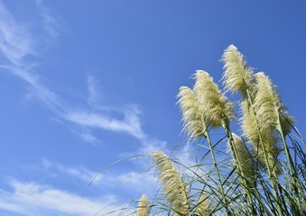 シロガネヨシと青空