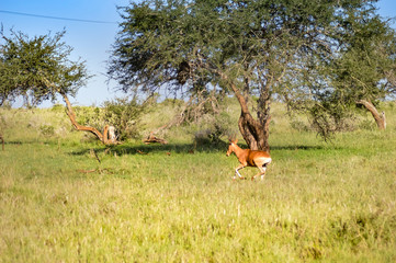 Hirola in the savanna