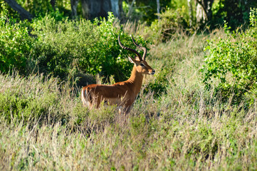 Hirola isolated grazing